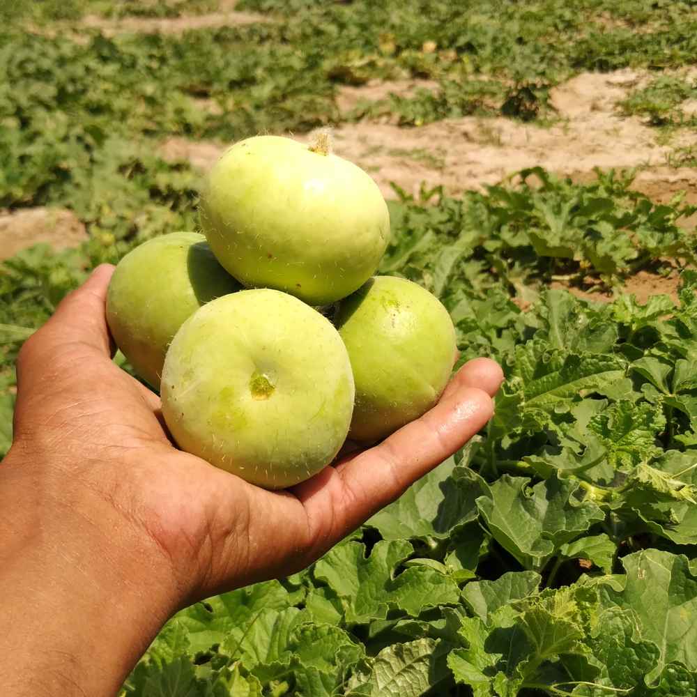 Tinda (Apple gourds) Seeds