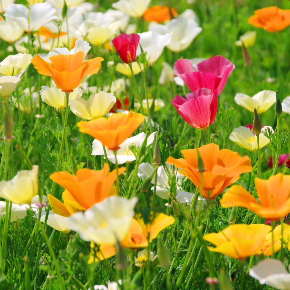 California Poppy Mix Seeds