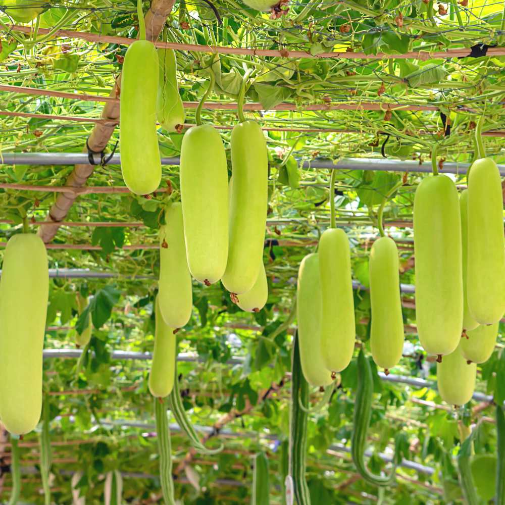 Bottle Gourd Medium Long F1 Hybrid Seeds