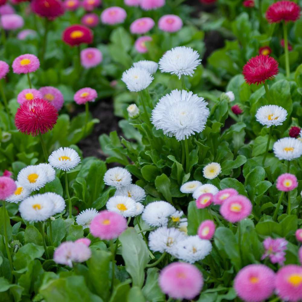 Daisy Double Mix Seeds