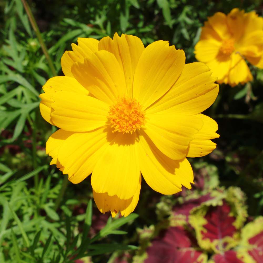 Cosmos Bright light Mix Seeds