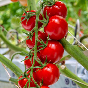 Organic Cherry Tomato Seeds For Home Gardening