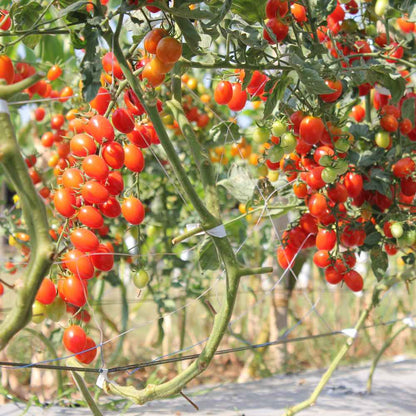 Untitled design - 2023-02-03T155939.286