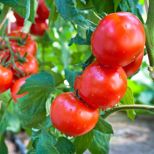 Organic Tomato Seeds For Home Gardening