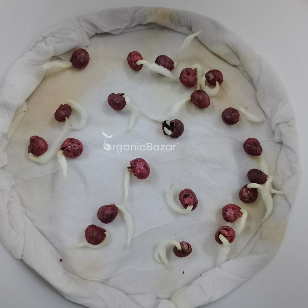 Red Okra (lal bhindi) Seeds Hybrid