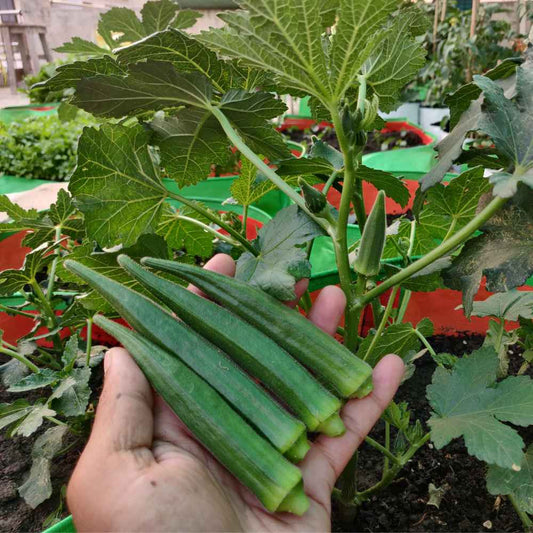 Organic Okra Seeds For Home Gardening