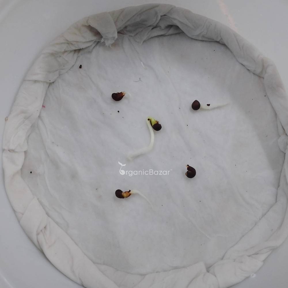 Hibiscus (Gudhal) Mix Flower Seeds