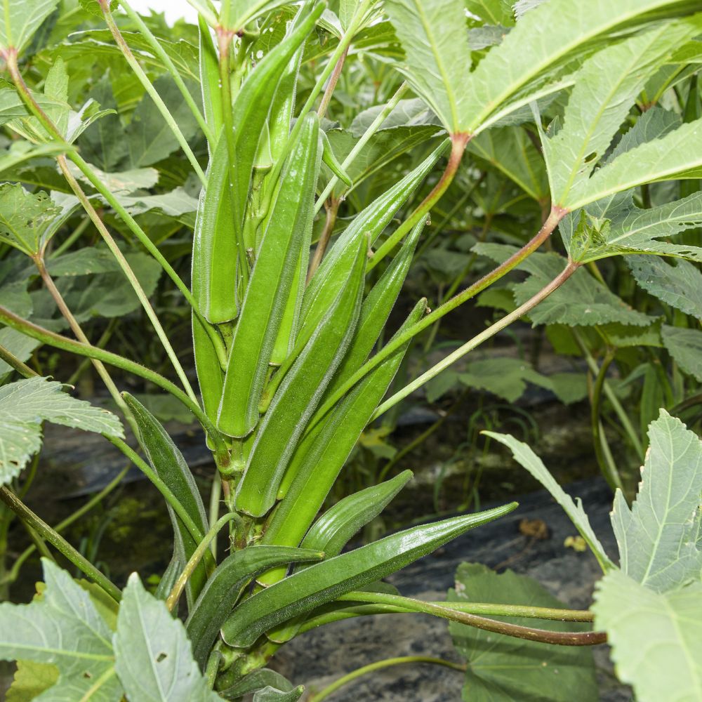 Okra or Lady Finger (bhindi) Hybrid Seeds