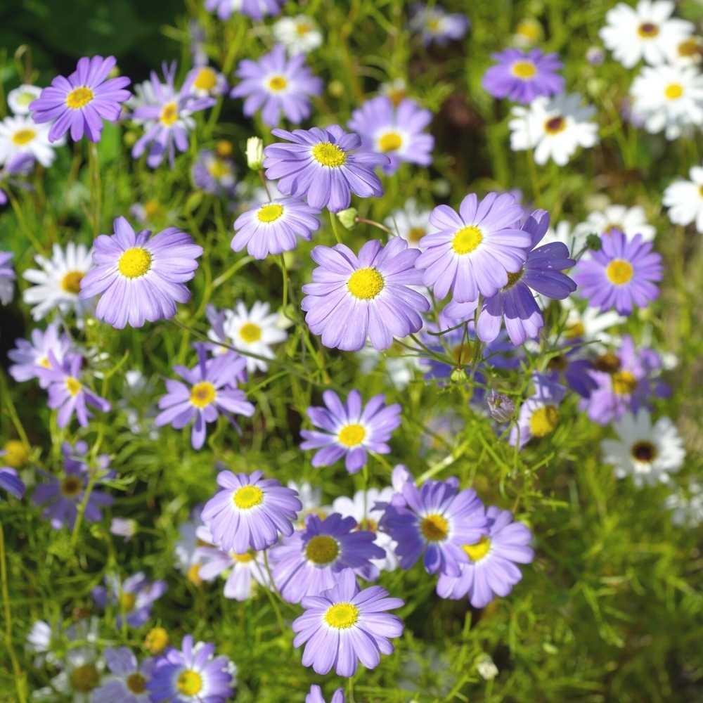 Brachycome Splendor Buy Best Quality Brachycome Mix Color Flower seeds Online - Organicbazar