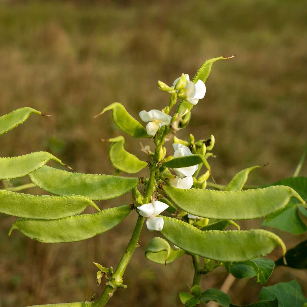 Phali Tree Buy Best Quality Sem Phali or lima bean (Barahmasi) Seeds Online ...