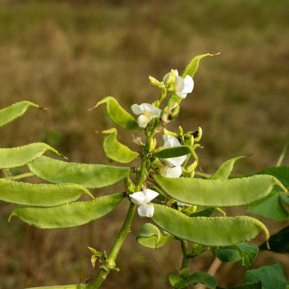 Sem Phali/ Dolichos Beans (Barahmasi) Bush Type Seeds