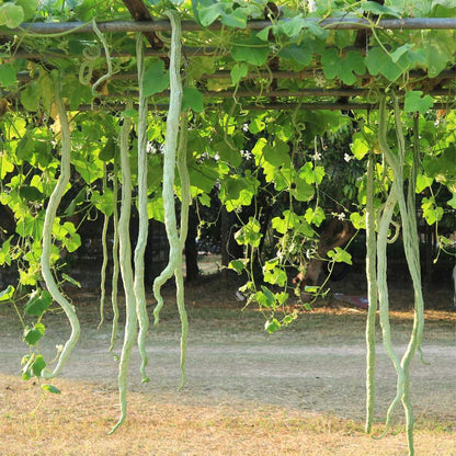 Snake Gourd Extra long F1 Hybrid Seeds