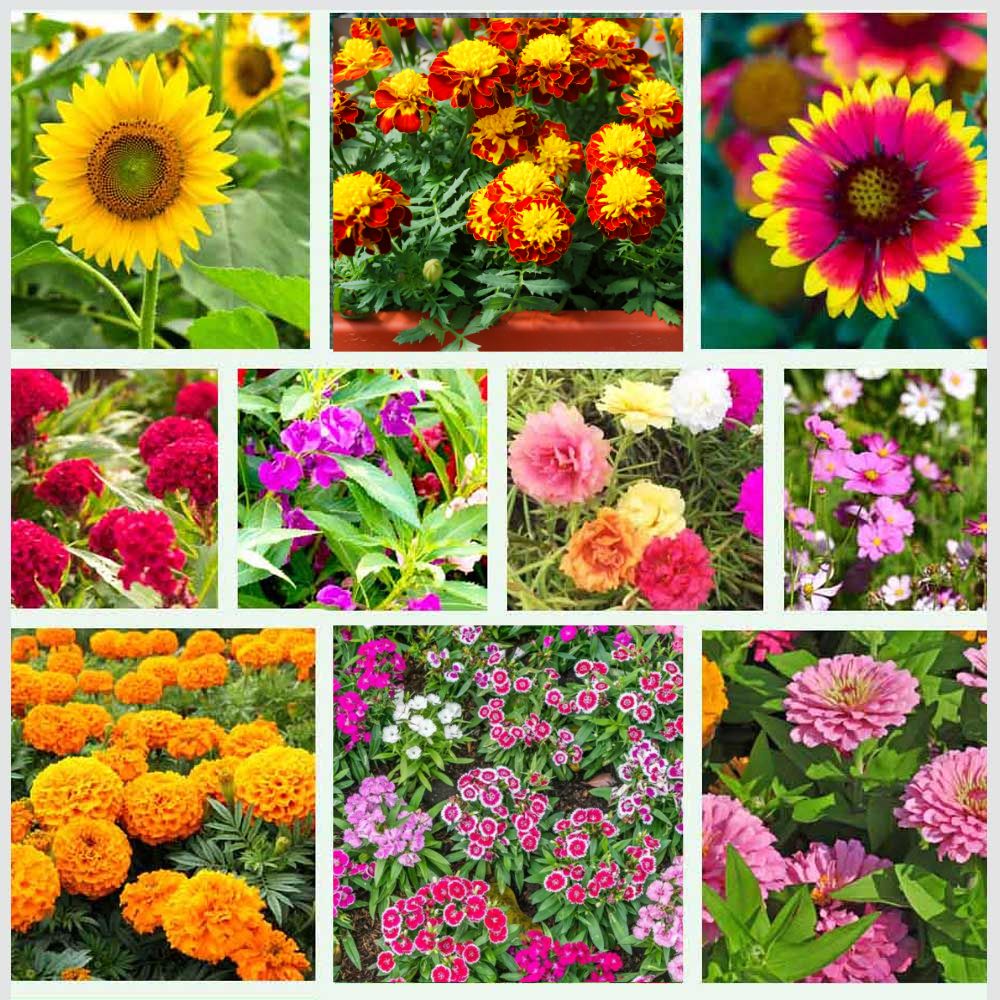 Rainy Season Flowers Seeds kit