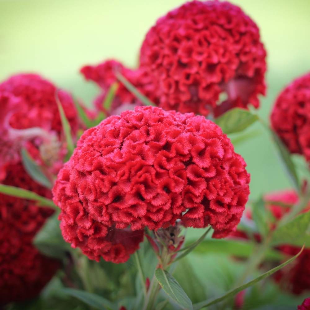 Celosia Cockscomb Dwarf Mix Seeds