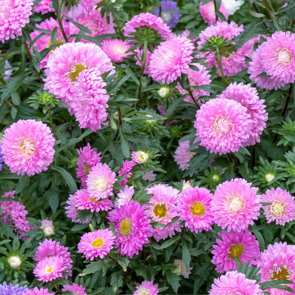 China Aster Pink Seeds