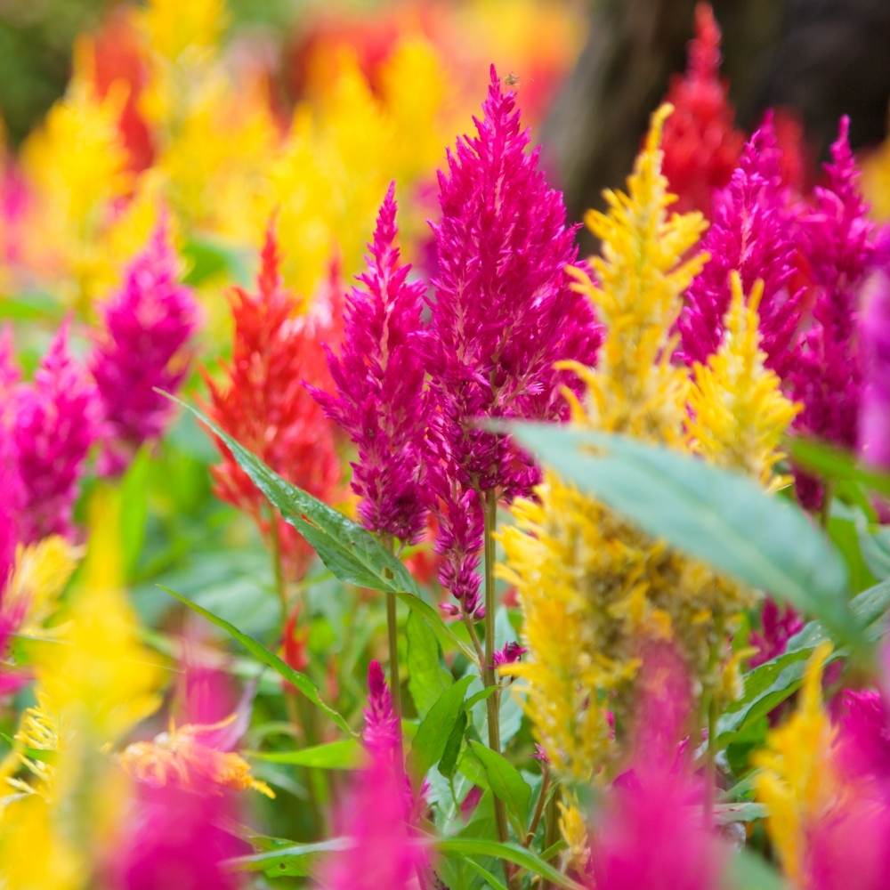 Celosia Plumosa Liliput Mixed Seeds