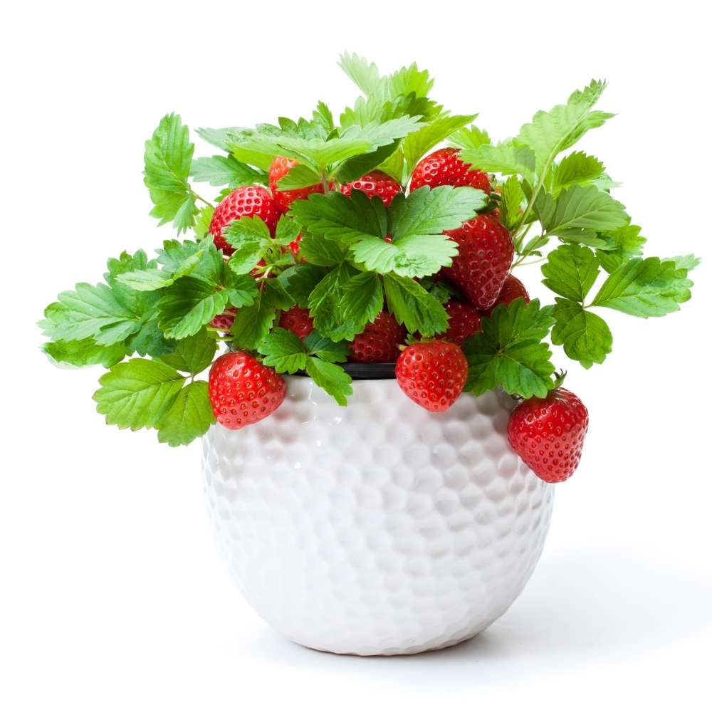 Alpine Strawberries Seeds