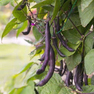Climbing Beans Violette Seeds