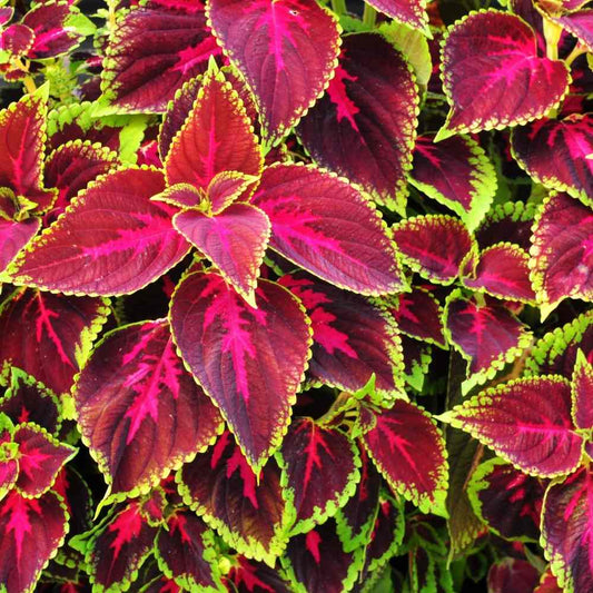 Coleus Rainbow Mixed Seeds