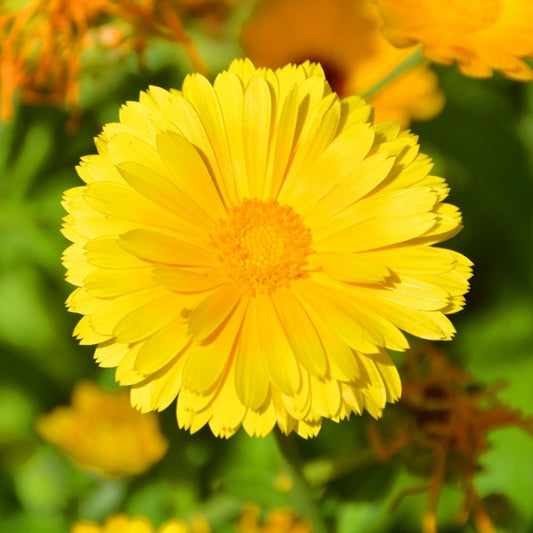 Coreopsis Lanceolata Dwarf Mayfield Seeds