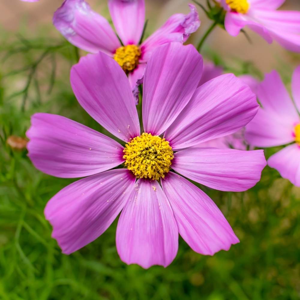 Buy Best Quality Cosmos Sensation Mixed Flower Seeds online - Organicbazar