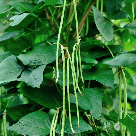 Cowpea (Lobia Beans) Hybrid Seeds