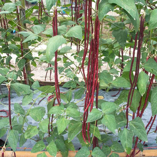 Cowpea (Lobia) Scarlet Long-Red Seeds