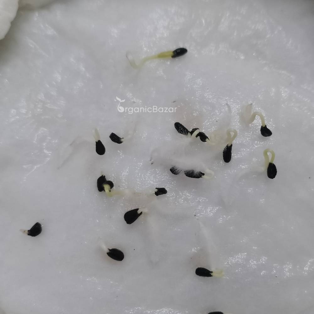 Vinca Black Hybrid Seeds