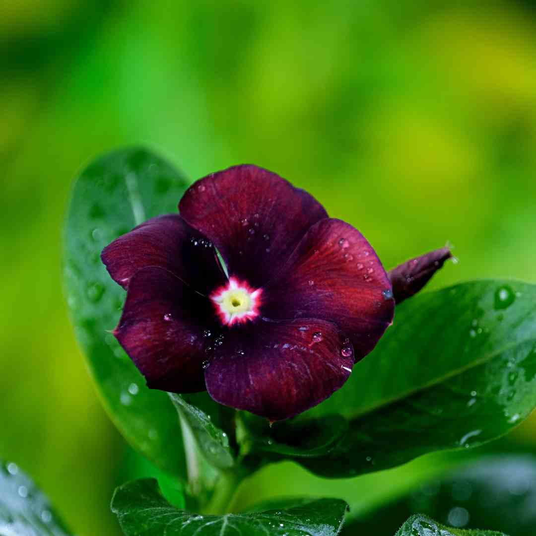 Vinca Black Hybrid Seeds