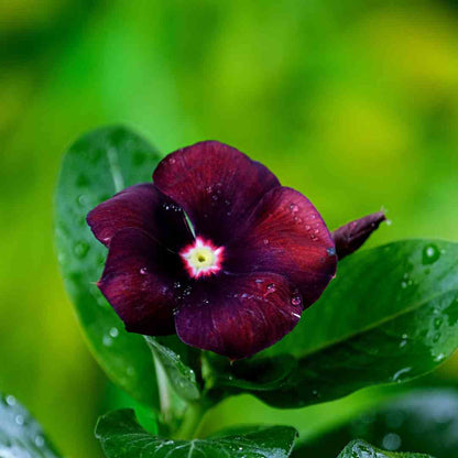 Vinca Black Hybrid Seeds