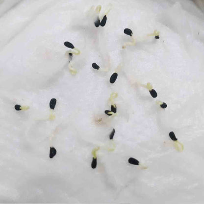 Vinca Blue Hybrid Seeds