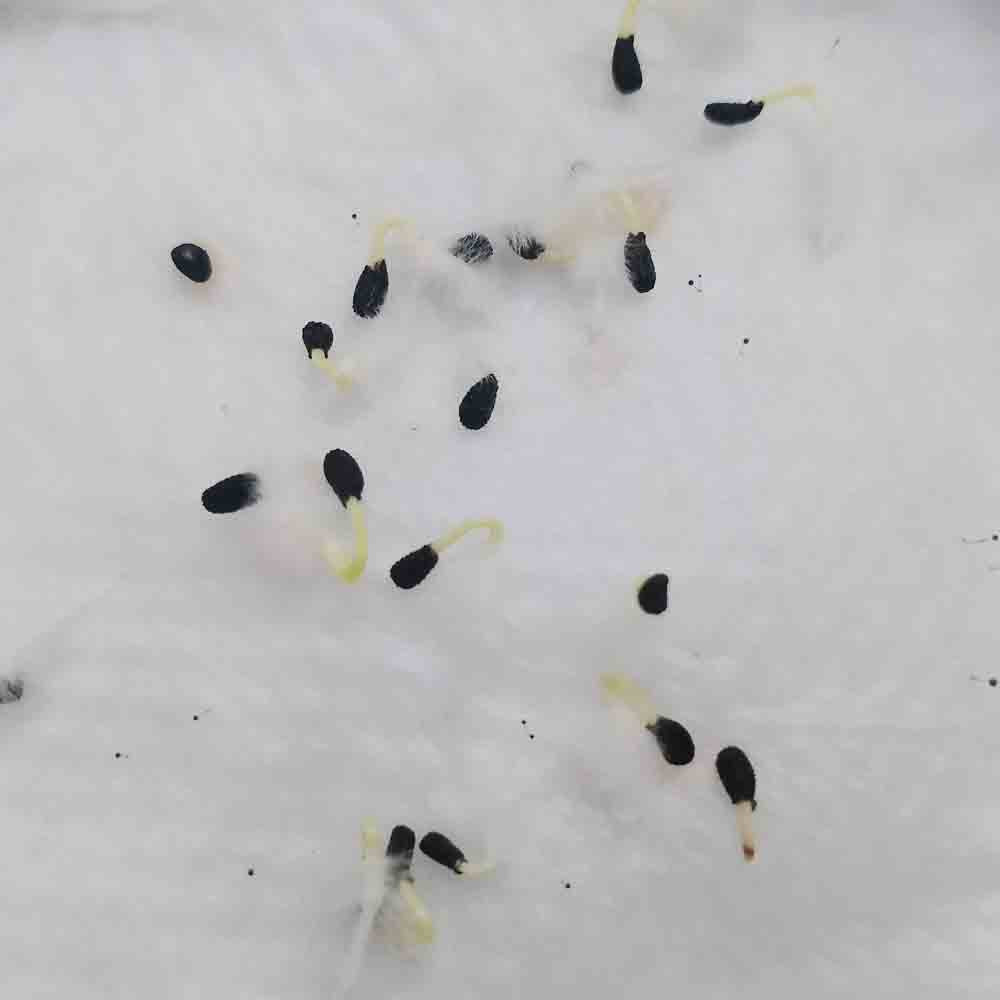 Vinca Pure White Hybrid Seeds