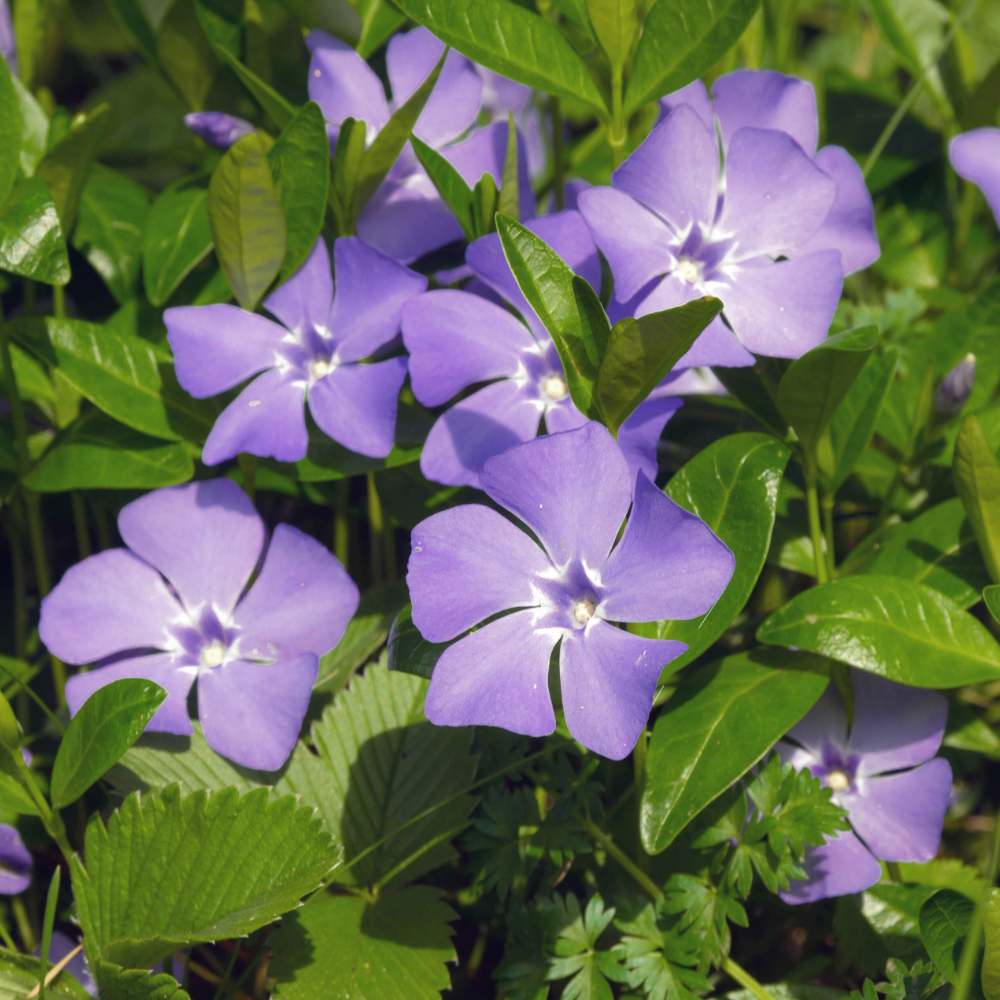 Vinca Purple Hybrid Seeds