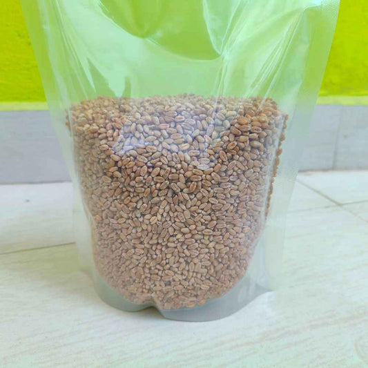 Wheat Grass seeds (1)