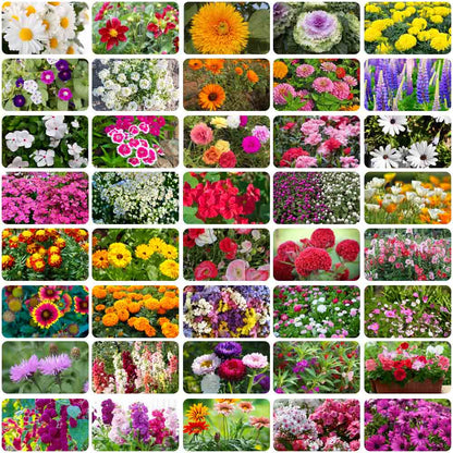 40 Variety of Flowers Seeds kit