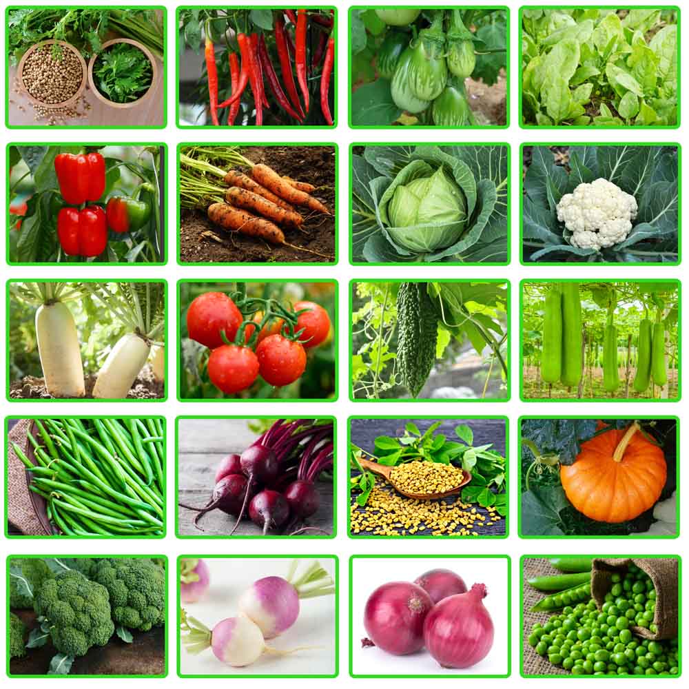 Winter Season Vegetables Seeds Kit