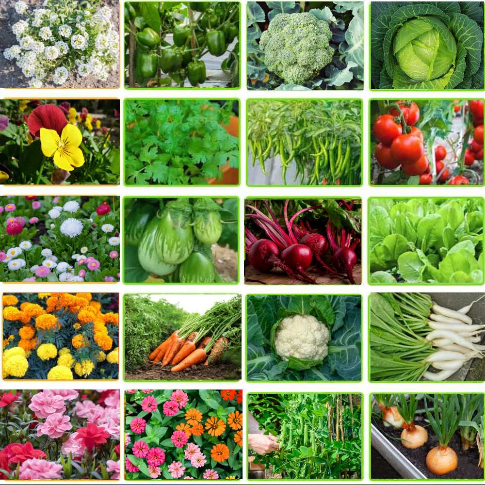 Winter Vegetable and Flowers Mixed Seeds Kit