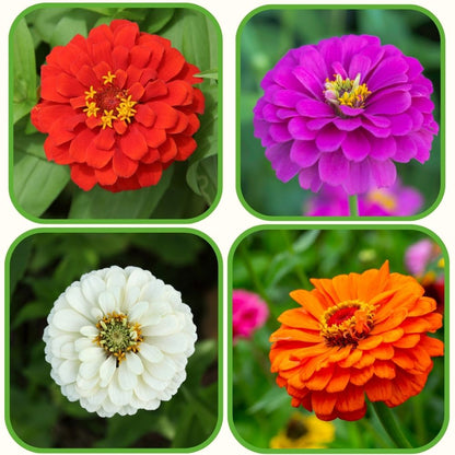 Zinnia Seeds Combo Pack