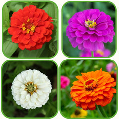 4 Different Color Varieties of Zinnia Seeds Combo Pack