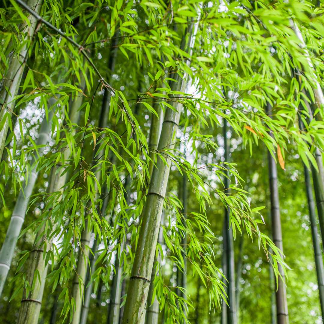 Bamboo Plant Seeds