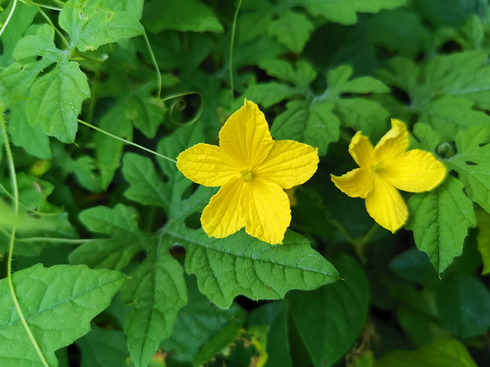 bitter gourd yellow flower