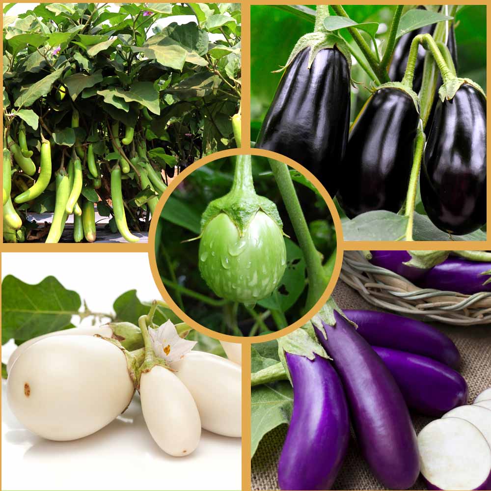 Buy 5 Best Varieties of Brinjal Seeds Combo Pack Online - Organicbazar