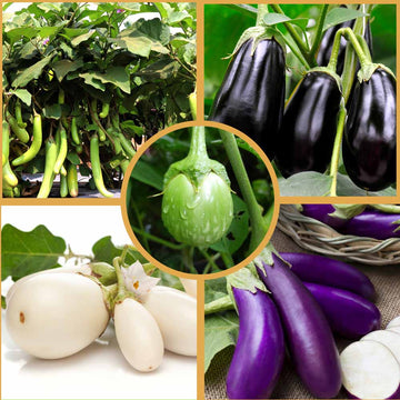5 Best Varieties of Brinjal Seeds Combo Pack