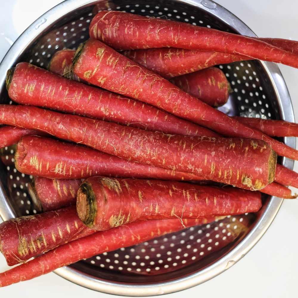 Carrot Red Seeds