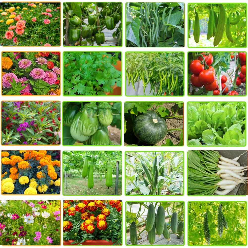 Rainy Vegetable and Flower Mixed Seeds Kit