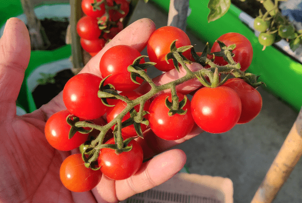 cherry tomato field image