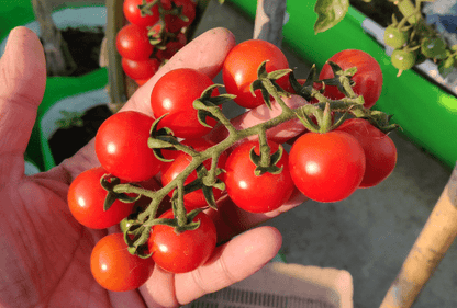 cherry tomato field image