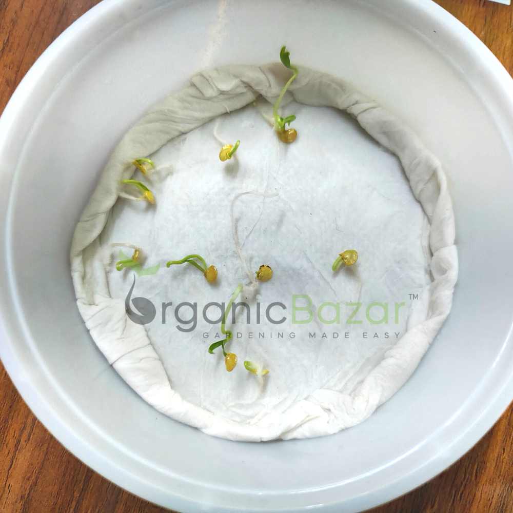 chilli yellowish light green (thick wall fruit) f1