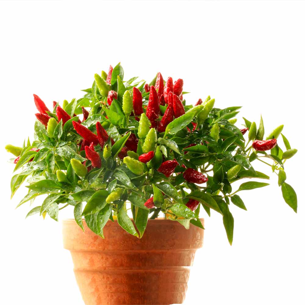 Chilli-Pepper F1 Surya Pariksha-Upright Type Seeds