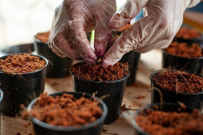 Use of Cocopeat for Gardening in Hindi